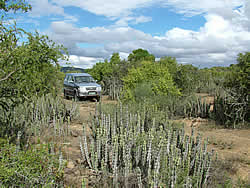 Thembalethu Safaris 4x4 Tracks