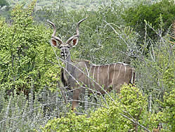 Thembalethu Safaris Game viewing