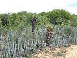 Thembalethu Safaris Fauna Flora