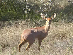 Thembalethu Safaris Game viewing