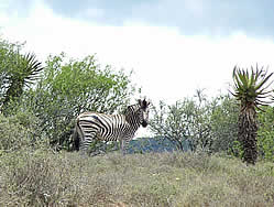 Thembalethu Safaris Game viewing